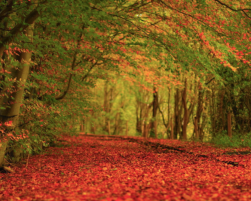 Autumn , bonito, field, leaves, nature, red, tress, HD wallpaper