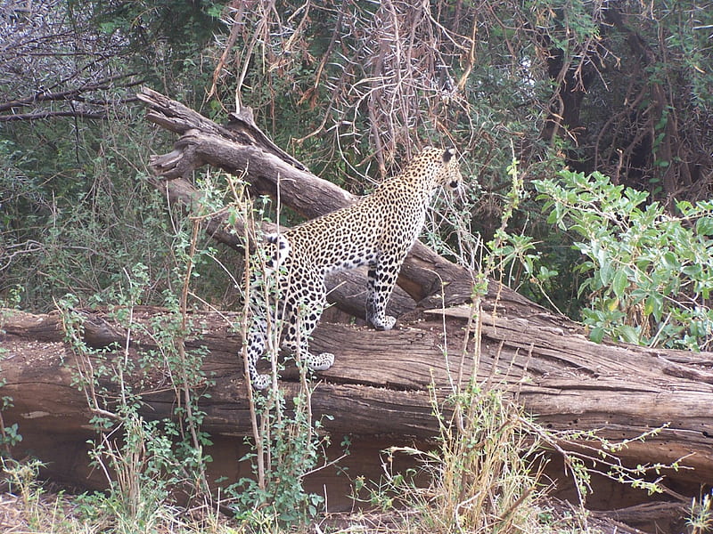 Leopard, Samburu Game reserve, Geme reserve, Kenya, HD wallpaper