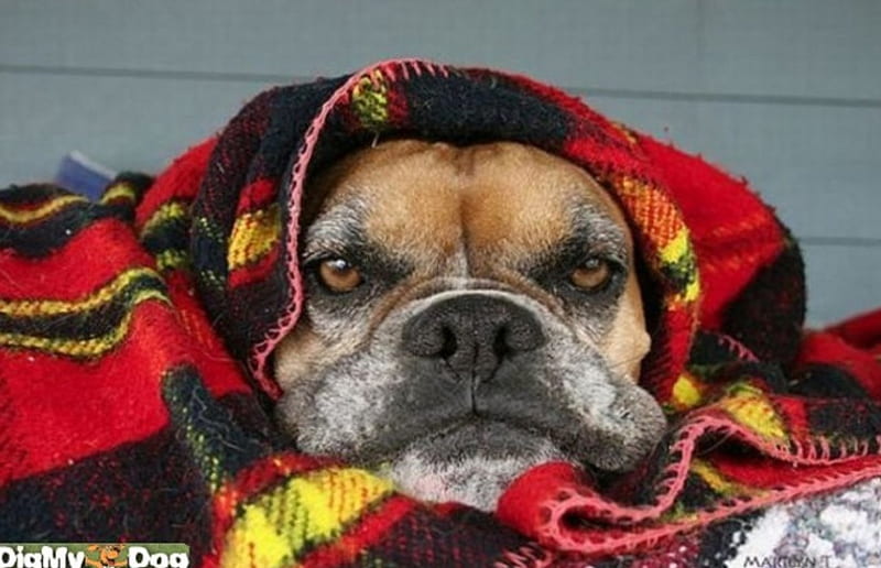 Too cold to get up today!, boxer, blanket, sleepy, cold, HD wallpaper