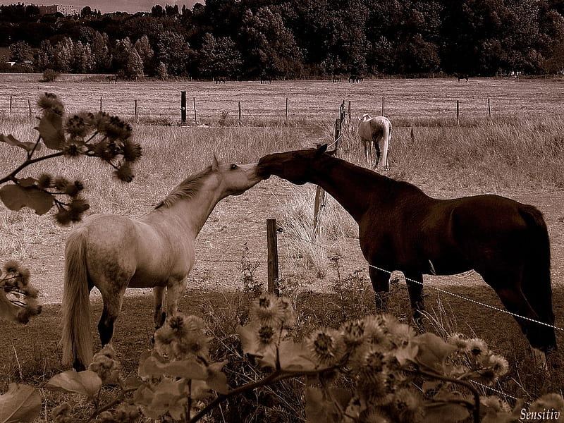 Sweet Love, brown, love, white, horses, meadow, HD wallpaper