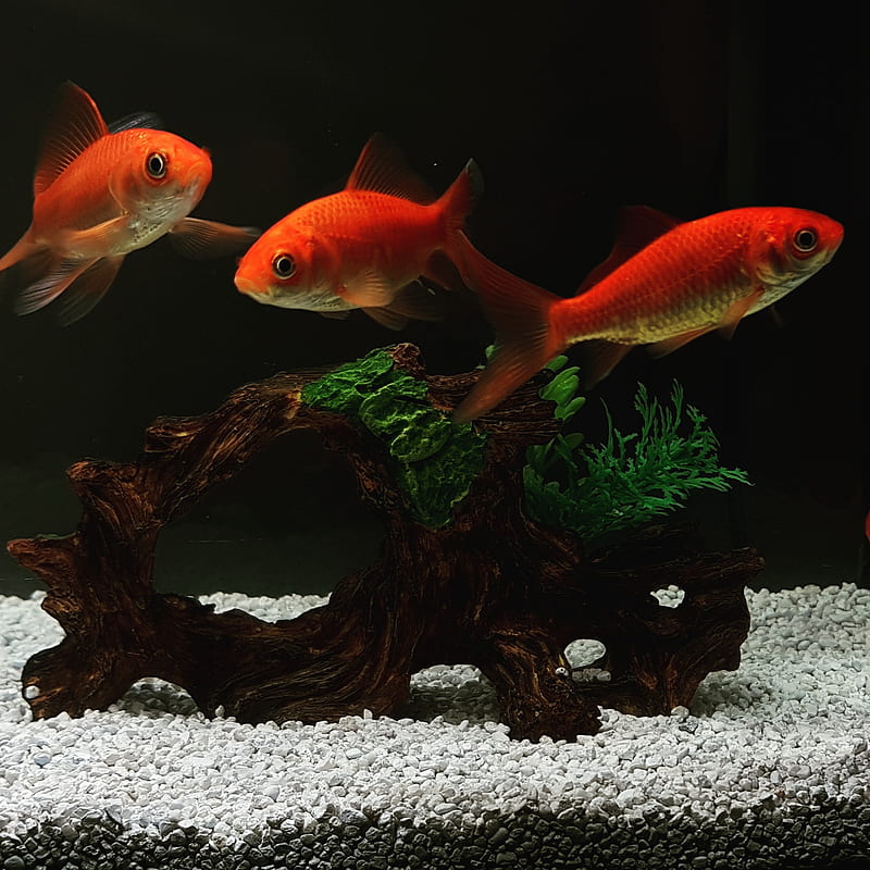 Fish, aquarium, orange, HD phone wallpaper