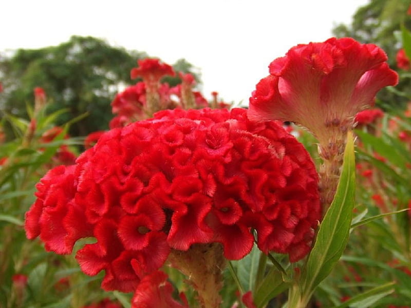 RED COCKSCOMB FLOWERS, pretty, red, flowers, nature, HD wallpaper