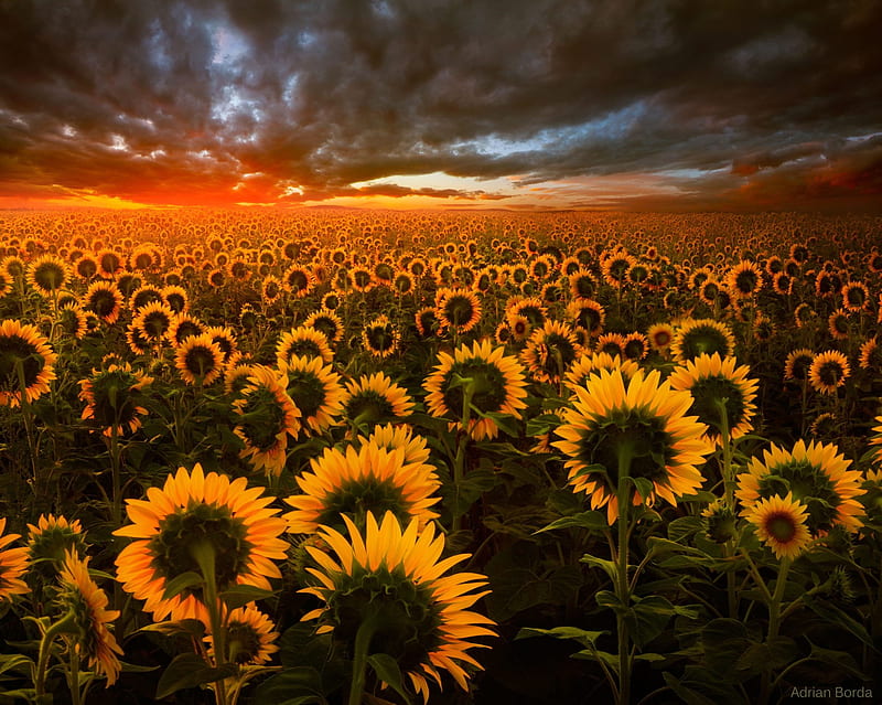 Sunflower Field, sunflower, field, nature, HD wallpaper
