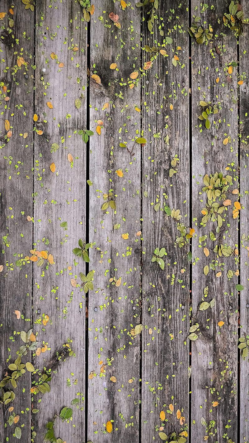 leaves, nature, wall, wood, wooden, HD phone wallpaper