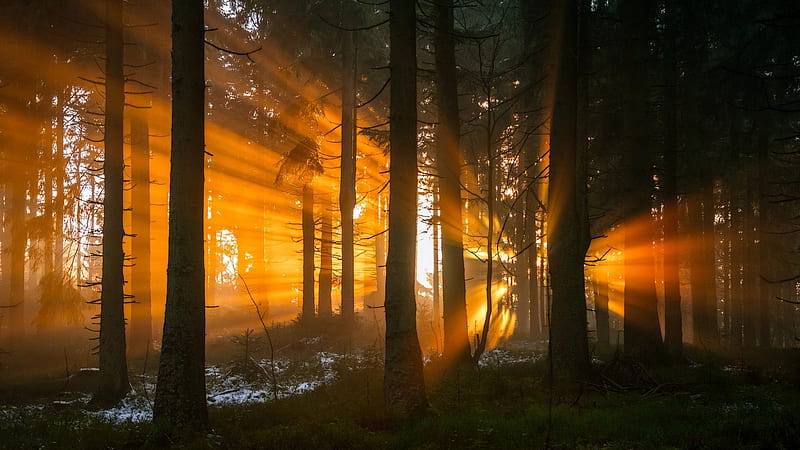 Sunset in the Woods, forest, beams, woods, sunrise, sunset, trees, light, HD wallpaper