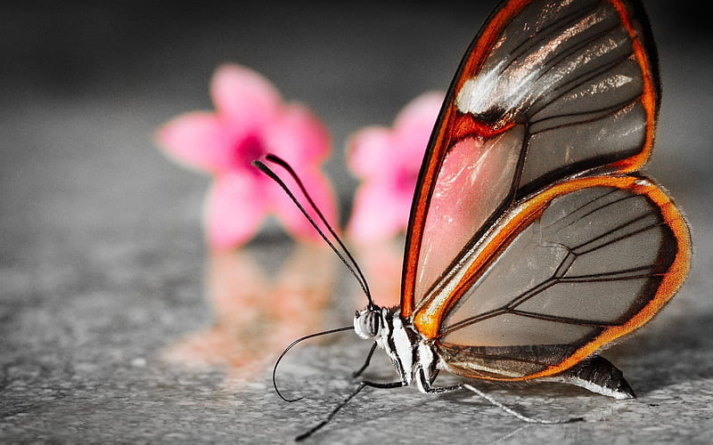 glass wing butterfly, glass, butterfly, insect, wing, animal, HD wallpaper