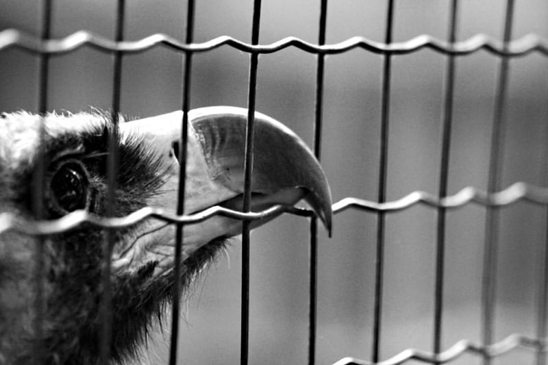Caged bird, beak, black, corvus, crow, HD wallpaper