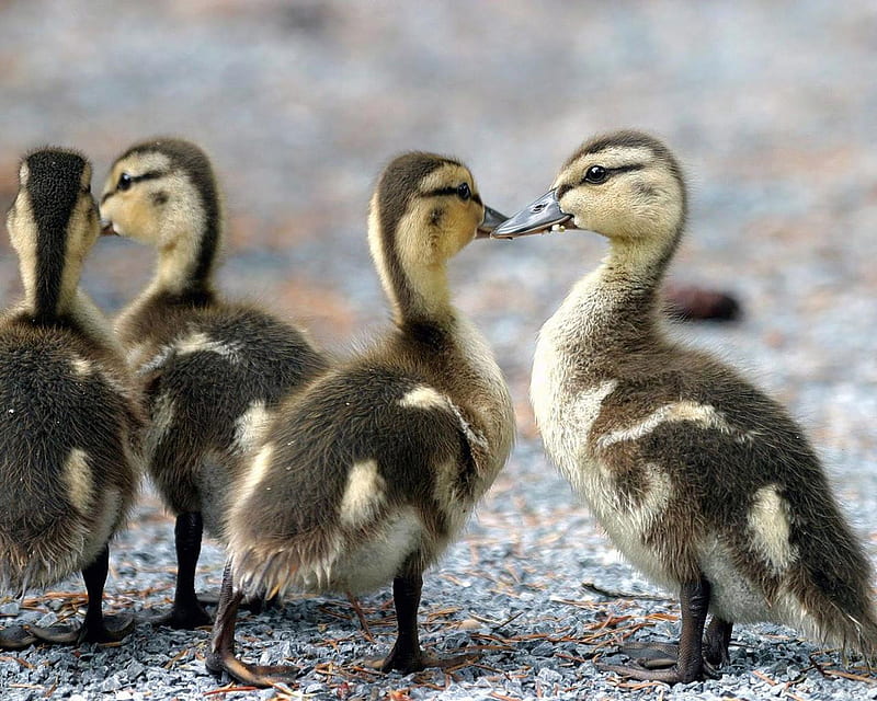 Two pairs of ducklings graph, pic ducks, small, wall sweet, cute ducklings, pairs, animals, HD wallpaper