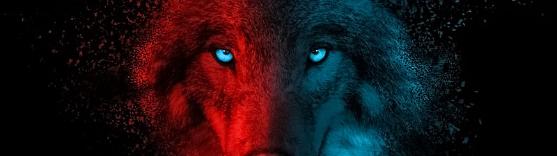 Wolf, Scary, Gradient, Dark background, Animals, Dual Monitor Wolf, HD  wallpaper | Peakpx