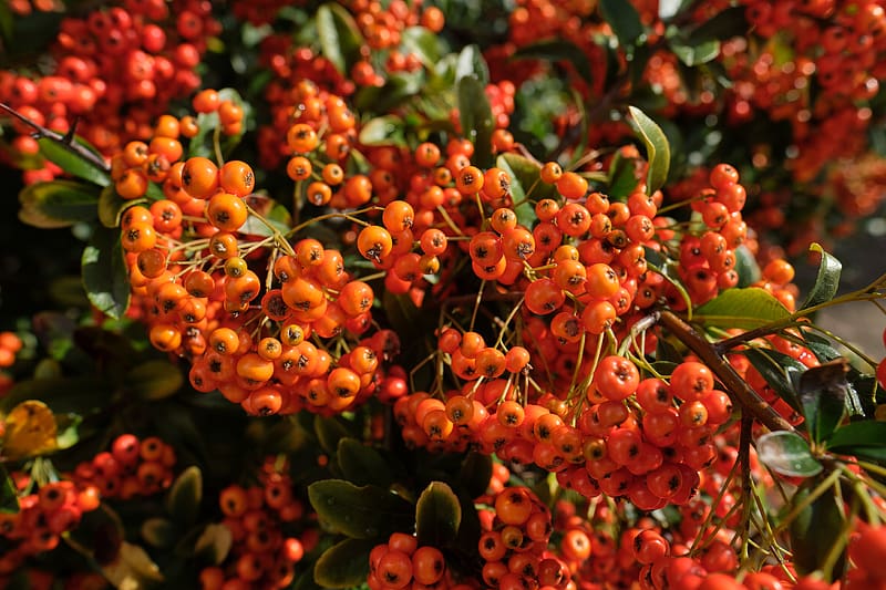 pyracantha, berries, leaves, macro, orange, HD wallpaper