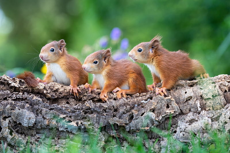 Animal, Squirrel, Baby Animal, Rodent, Wildlife, HD wallpaper