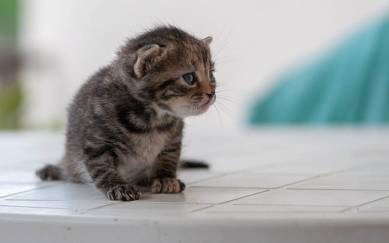 small kitten, cute animals, cats, gray kitten, pets, HD wallpaper