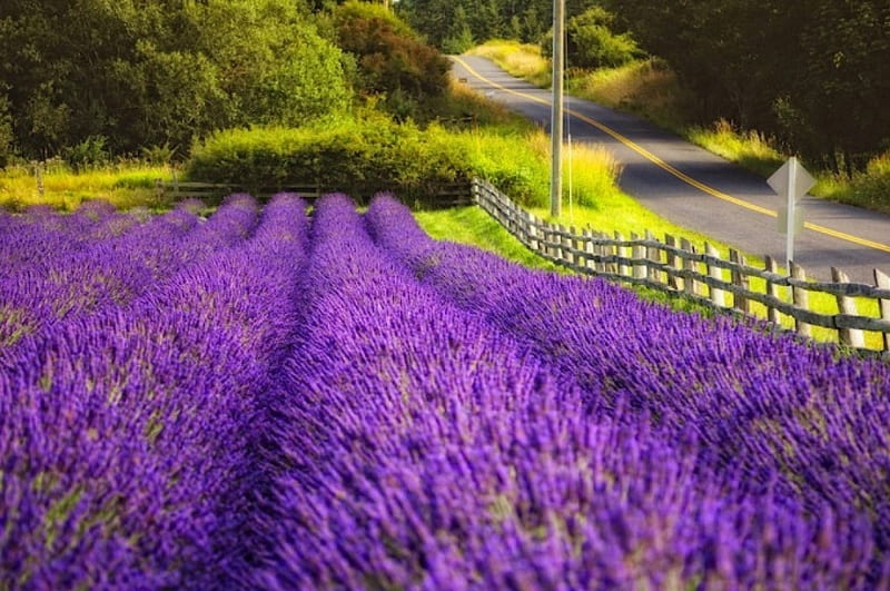 Lavender field, fence, lovely, scent, bonito, lavender, trees, fragrance, summer, road, field, HD wallpaper