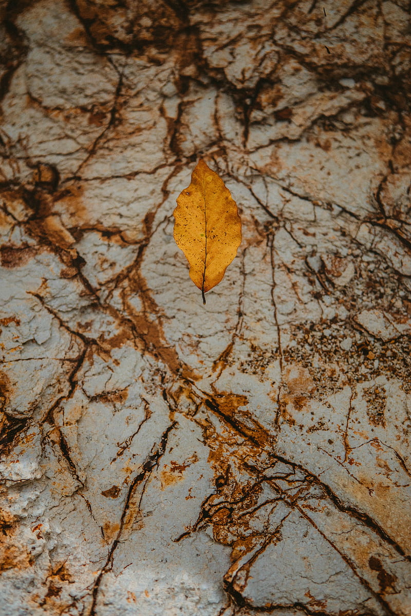 leaf, dry, yellow, autumn, stone, HD phone wallpaper