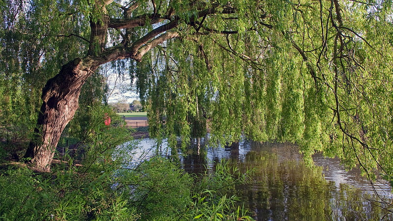 England River Tree Willow Nature, HD wallpaper