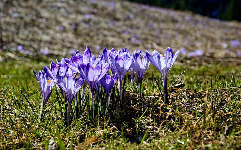 Crocuses, spring, Tatry, purple, flowers, Poland, HD wallpaper