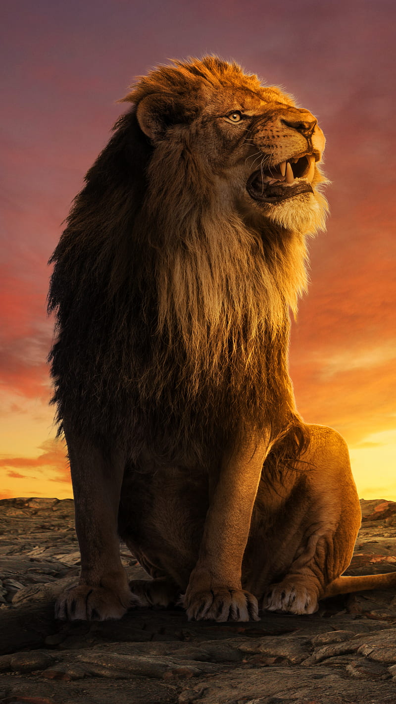 The King, Lion, animal, digital art, fierce, lion lockscreen, lion , manipulation, graphy, rock, scenery, sky, sunrise, sunset, HD phone wallpaper