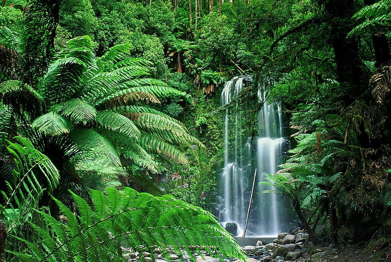 Romance Rechazo Convención Cascada de la selva, selva, cascada, Fondo de pantalla HD | Peakpx
