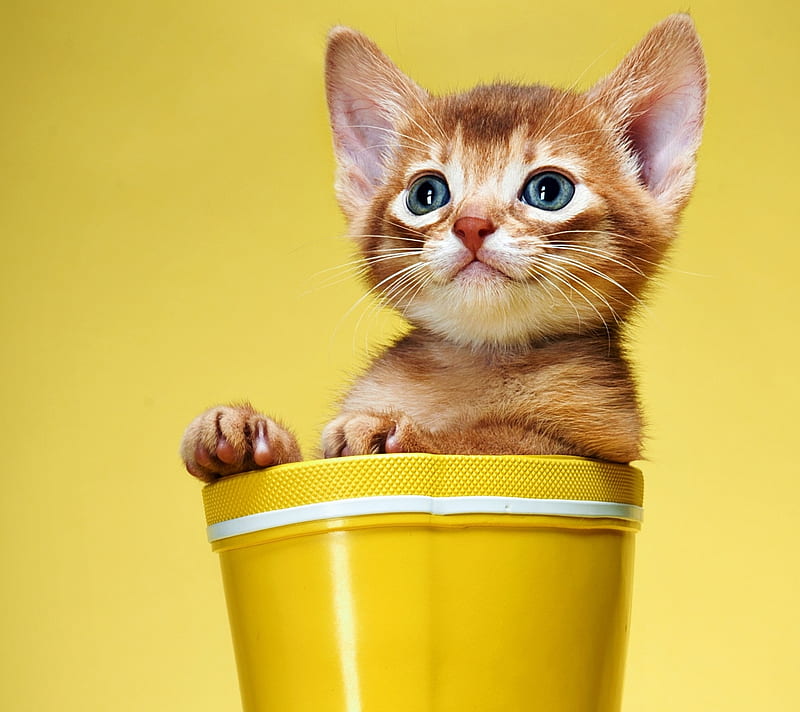 Cute cat, sweet, HD wallpaper