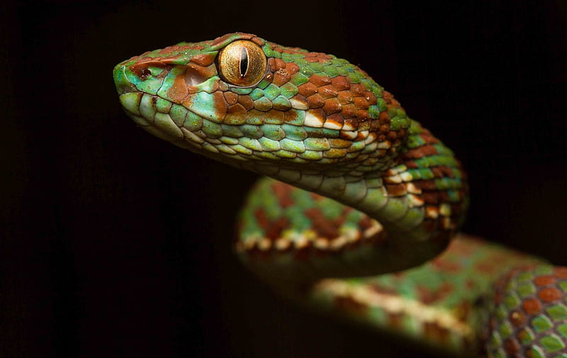 Viper, red, green, eye, serpent, blacl, reptile, snake, HD wallpaper