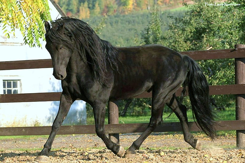 Pretty Trotter, black, pre, andalusian, horses, spanish, HD wallpaper