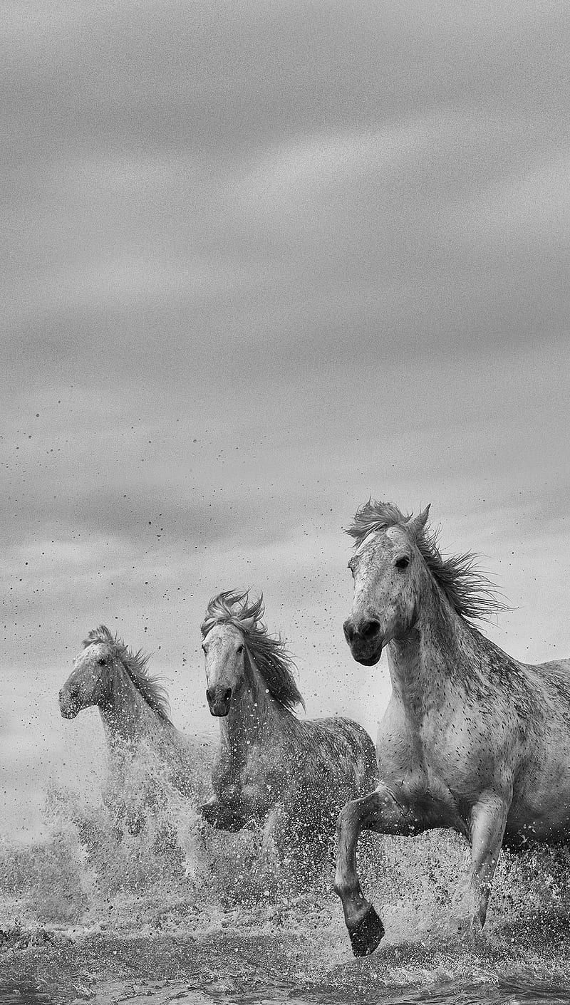 Horse Spirit, black, run, savage, sky, white, wild, HD phone wallpaper