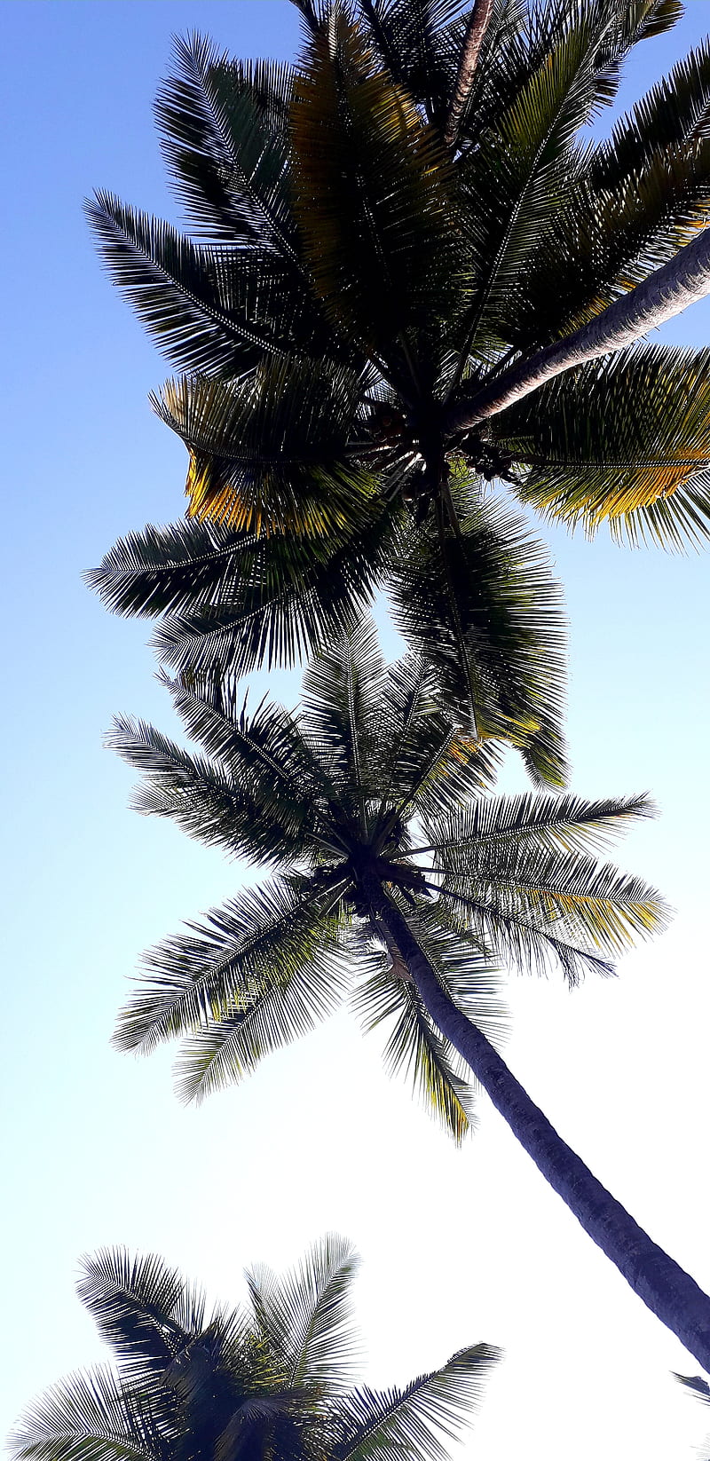 Colourful , beach, coconut, goa, trees, HD phone wallpaper