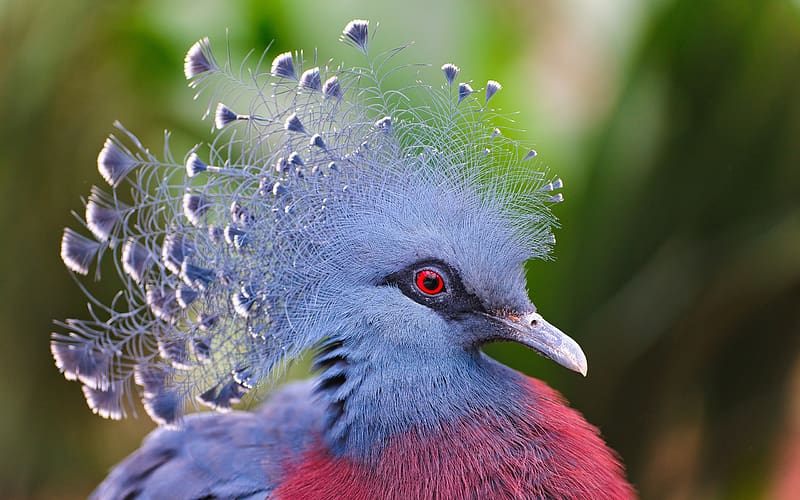 Birds, Animal, Victoria Crowned Pigeon, HD wallpaper