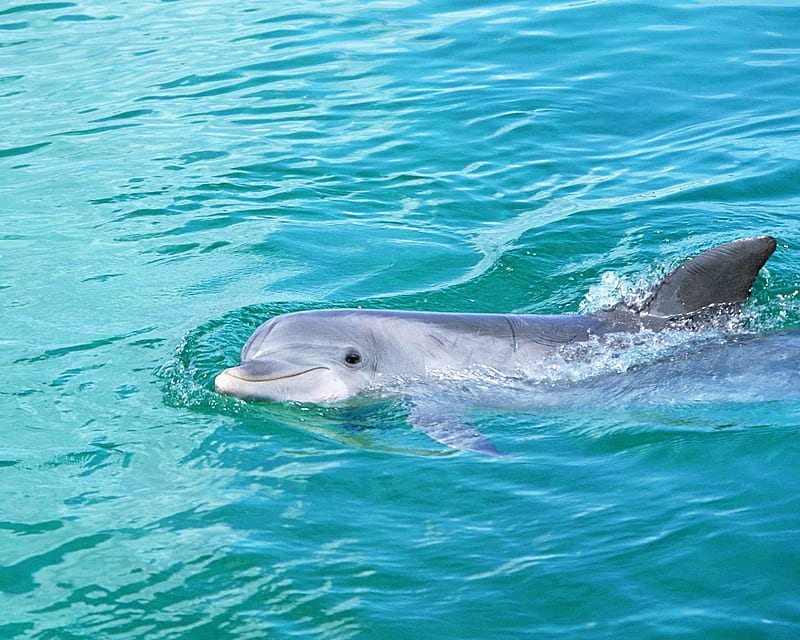 molucca sea dolphins, dolphins, animals, HD wallpaper