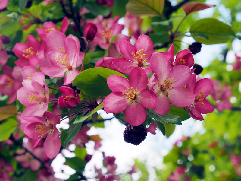 Apple Blossoms, garden, tree, leaves, spring, HD wallpaper