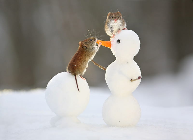 Funny, snowman, winter, animals, HD wallpaper | Peakpx