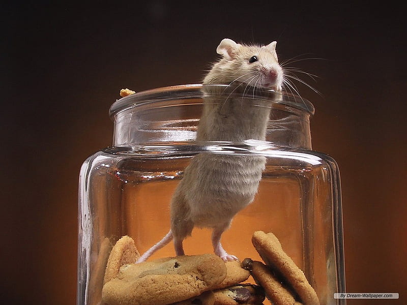 MOUSE IN COOKIE JAR, cookie, mouse, jar, small, rodent, HD wallpaper