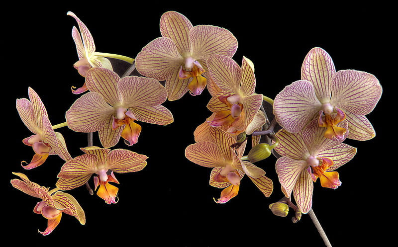 Orchids, orhidee, flower, flowers, nature, orquidea, flori, HD wallpaper