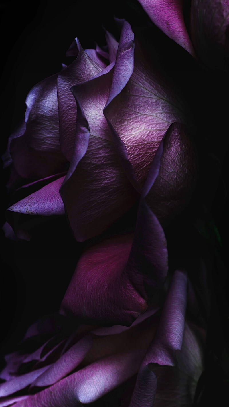 Roses, ios 10, iphone 7, iphone 7 plus, purple, rose, stoche, HD phone  wallpaper | Peakpx