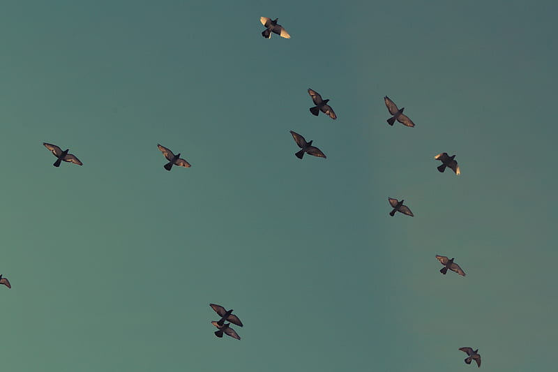 flock of brown birds flying on blue sky, HD wallpaper