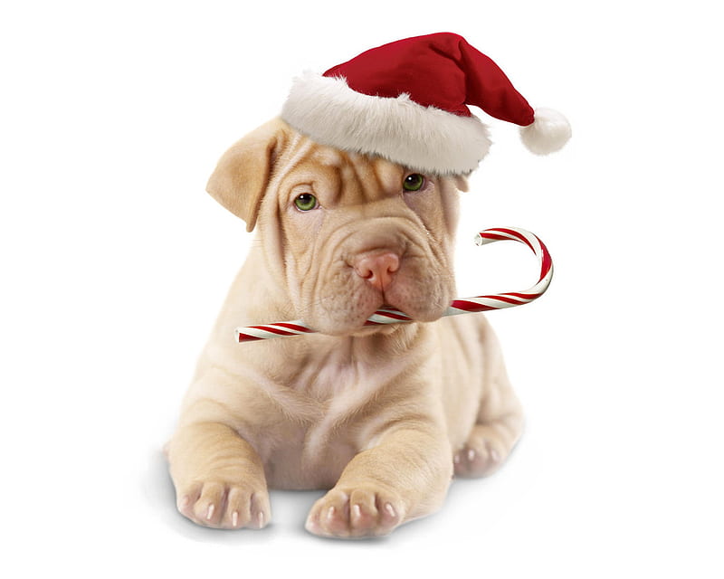 Sweet Christmas sharpei, christmas, holiday, sharpei, animal, sweet, hat, santa, puppy, dog, HD wallpaper