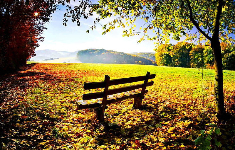 Autumn rest, autumn, lovely, seat, relax, bench, sunny, bonito, trees, sky, clouds, mist, leaves, nice, rays, nature, branches, HD wallpaper