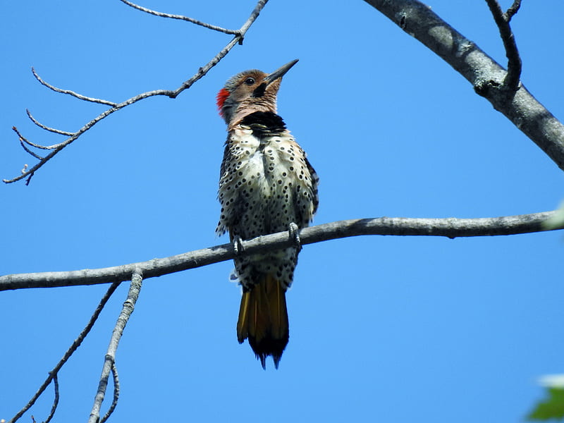 Northern Flicker Woodpecker, Sky, Woodpecker, Northern Flicker, Tree, Spring, graphy, Bird, HD wallpaper
