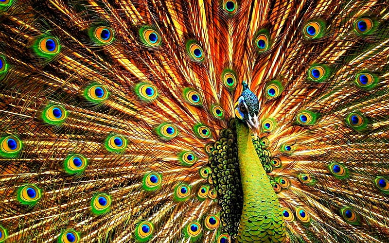 Peacock, bird, green, orange, feather, tail, beauty, HD wallpaper
