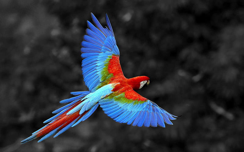 Scarlet Macaw Bird, birds, colorful, HD wallpaper