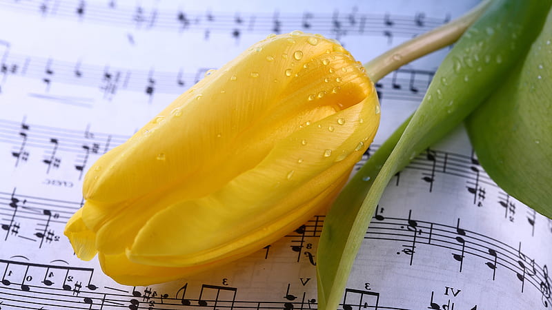 Spring Music, music, notes, blossoms, flowers, yellow tulip, sheet music, spring, floral, HD wallpaper