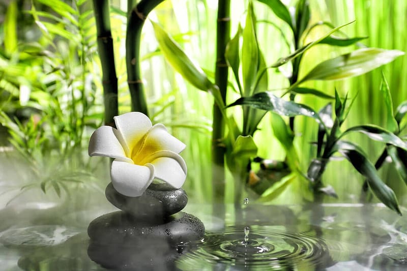 Tropical garden with zen stones, Lake, Flowers, Stones, Garden, HD wallpaper