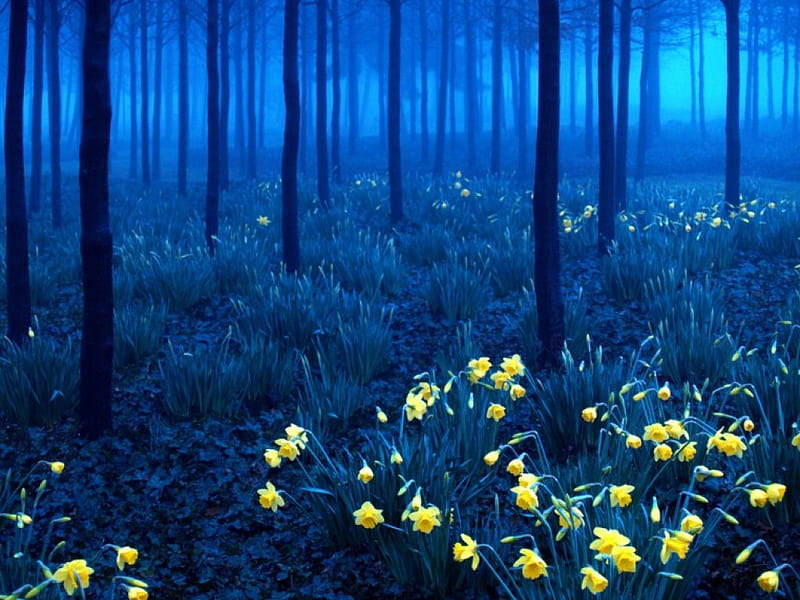 Black Forest, dense, forest, flowers, blue, HD wallpaper
