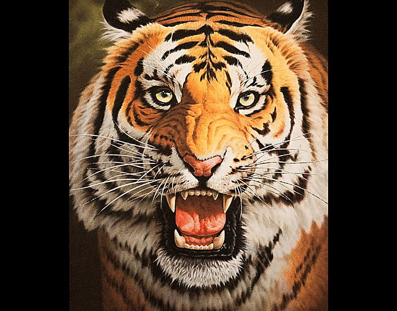 Tiger, bengal, green, indian, woods, cat, HD wallpaper