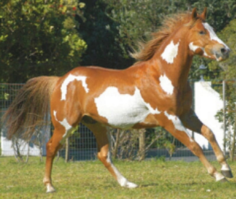 AMERICAN PINTO HORSE, nature, Horse, Pinto, animals, HD wallpaper