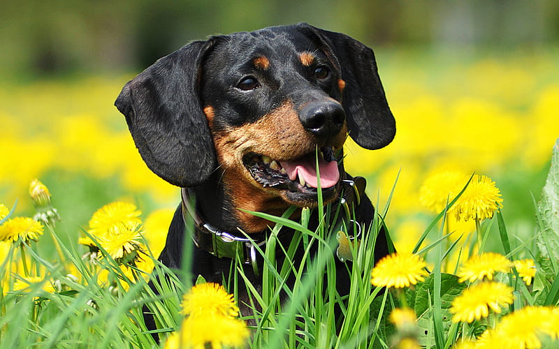 dachshund, lawn, dogs, flowers, cute animals, Canis lupus familiaris, dachshund cat, HD wallpaper