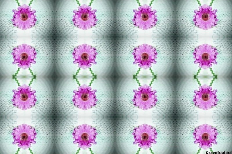 SIXTEEN DAISIES, SIXTEEN, DAISIES, PINK, ABSTRACT, HD wallpaper SIXTEEN DAISIES, SIXTEEN, DAISIES, PINK, ABSTRACT, HD wallpaper