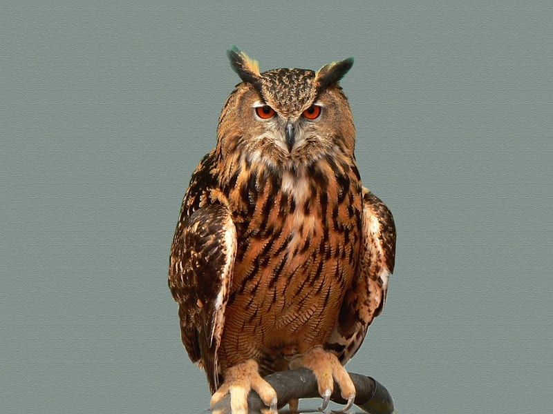 *** Owl ***, uszata, zwierzeta, sowa, ptaki, HD wallpaper