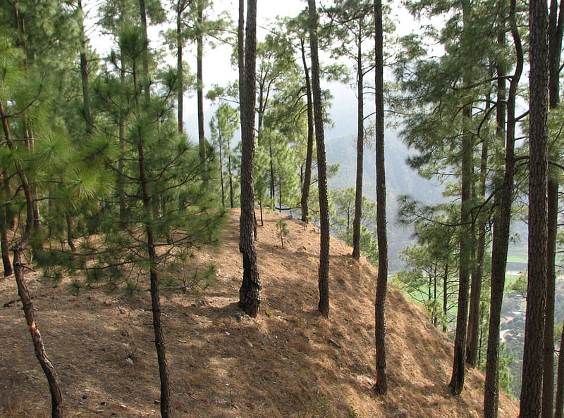 Pinus Roxburghii Forest, Uttarakhand, India, forest, uttarakhand, evergreen, ground, shadow, india, trees, sky, needles, day, nature, land, light, HD wallpaper