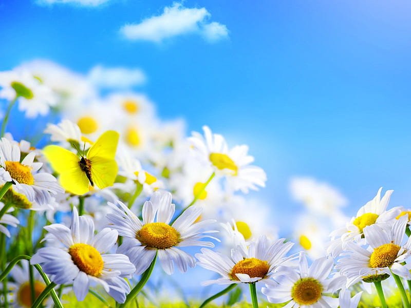 Daisies field, lovely, bonito, spring, camomile, sky, clouds, freshness, daisies, nice, butterfly, bright, summer, flowers, nature, field, meadow, HD wallpaper